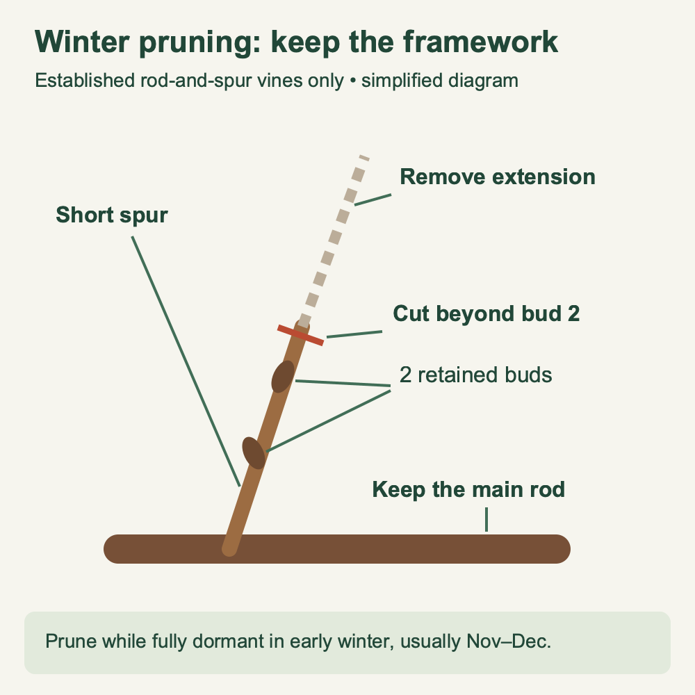 Diagram showing an established grapevine rod retained and a side shoot shortened beyond two buds