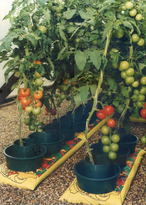 grow pot tomatoes