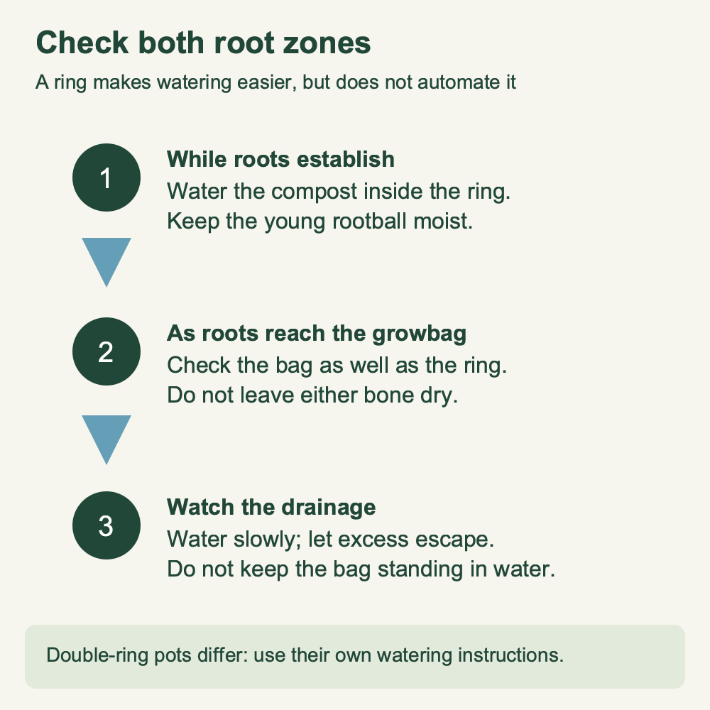 Three watering checks for ring culture: young rootball, growbag moisture and drainage