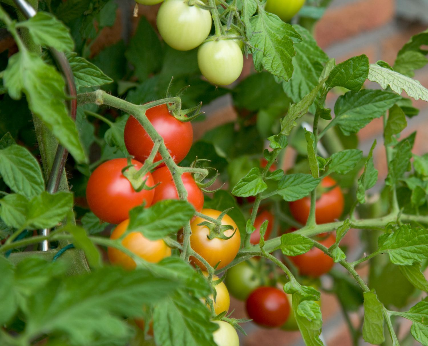 Tips for Growing Tomatoes in a Greenhouse - Consider Plant Size and Light Level