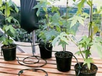 Elite Big Drippa Irrigation System