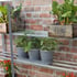 1x3 Access Westminster Lean To Greenhouse Shelves