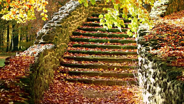 Autumn Tips for Preparing Your Garden for Winter