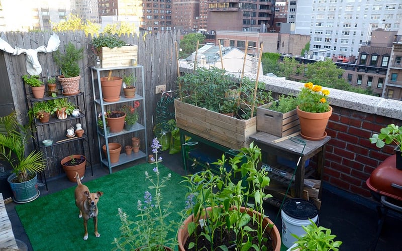 Balcony garden with mini greenhouse herbs and vegetables on a UK apartment balcony