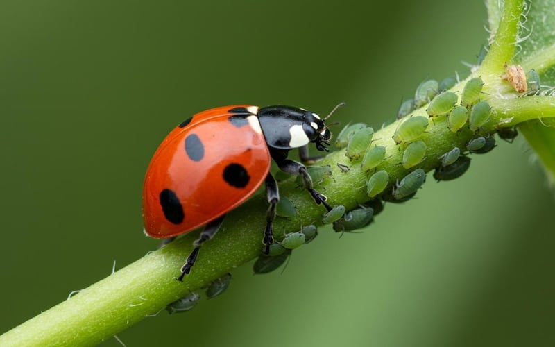 Beneficial Insects in Action