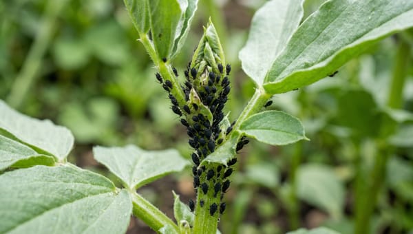 Black Bean Aphid: How to Spot, Stop and Save Your Crops