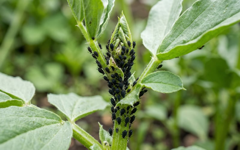 Macro close-up of a dense cluster of matte-black aphids covering the growing tip of a young broad bean plant in a UK kitchen garden