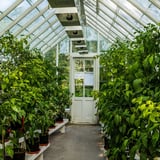 Do Plants Really Grow Better in Greenhouses?