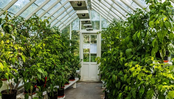 Do Plants Really Grow Better in Greenhouses? UK Data and Expert Advice