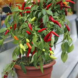 Growing Chillies in the Greenhouse Advice