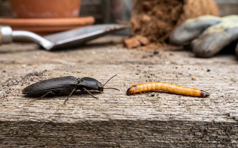 Adult click beetle (Agriotes lineatus) slender black-brown beetle 8-10mm long on a wooden potting bench beside a wireworm larva for size comparison