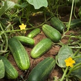 A Greenhouse Grower’s Guide to Cucumbers