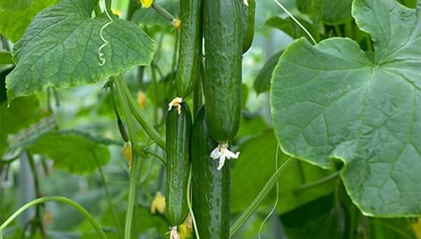 What Are the Best Spring Plants to Grow in a Greenhouse