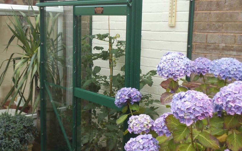 Compact lean-to greenhouse fitted against a house wall in a small urban garden