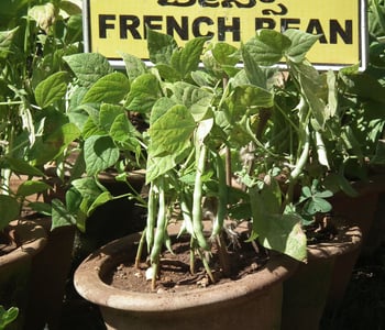 French bean plant