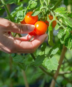 Fresh Tomatoes Urban Farm