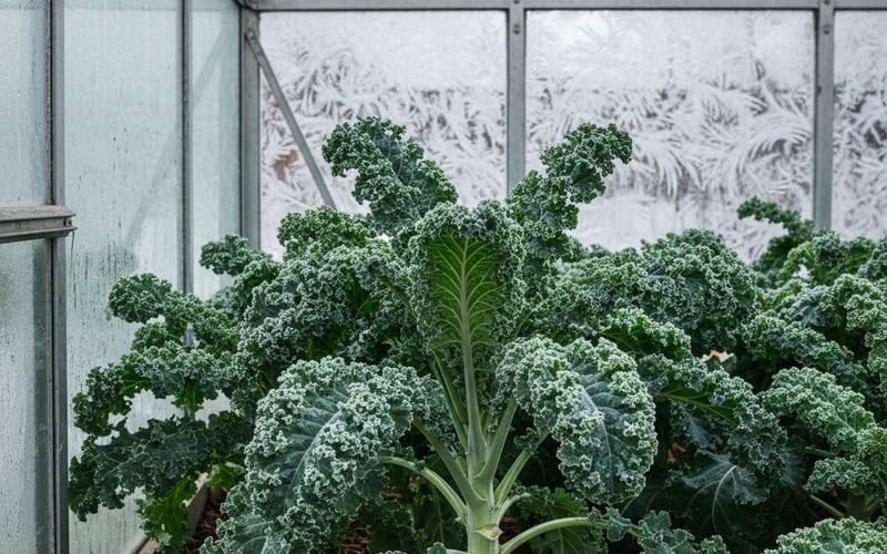 Frost-hardy curly kale growing in a greenhouse with frozen glass behind