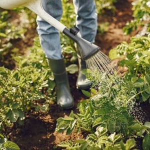 Gardening Jobs for March 2021