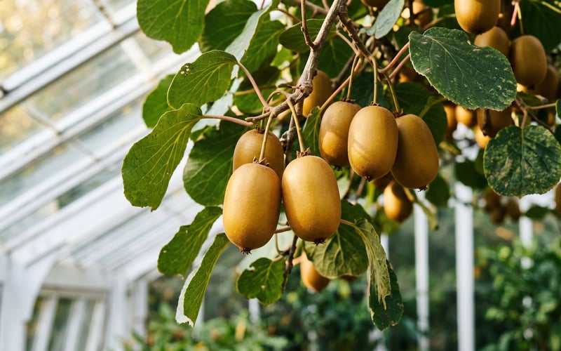 Cluster of ripe bronze-yellow golden kiwi fruits (Actinidia chinensis SunGold) hanging from a greenhouse-trained vine with heart-shaped green leaves