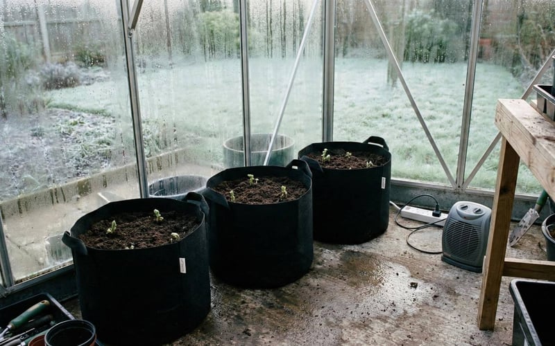 Potato grow bags arranged inside an aluminium greenhouse with condensation on glass