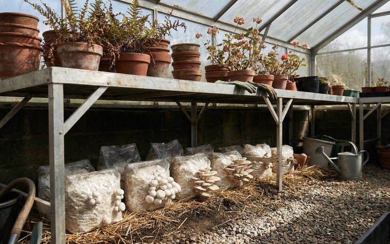 Mushroom growing bags placed under greenhouse staging benches to utilise shaded space.