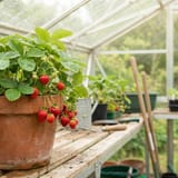 How to Grow Strawberries in a Greenhouse