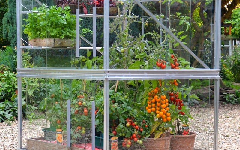 Sungold and Gardeners Delight cherry tomatoes ripening inside a 4x4 Access Double Tomato Greenhouse