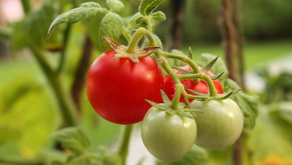 Tips for Creating the Perfect Greenhouse for Growing Food