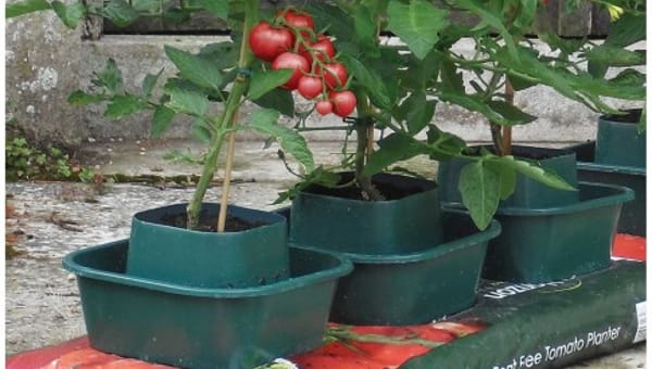 Pots, Bags or Border Growing? Which is best?