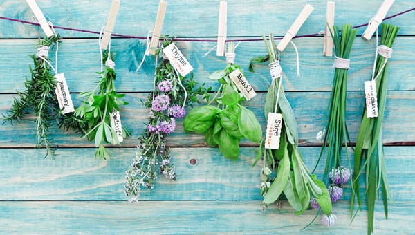 Growing Herbs from Seed