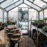 How to grow mushrooms in a Greenhouse