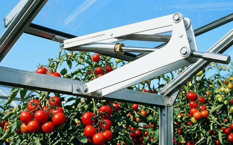 Bayliss MK7 automatic roof vent opener installed on a greenhouse with ripe tomato plants visible below through the open vent