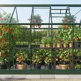 Growing Tomatoes in a Greenhouse
