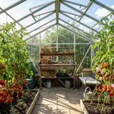 Growing Tomatoes in a Greenhouse