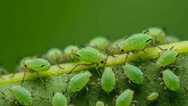 Ultimate Guide to Destroying Greenfly