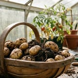 How to Grow Potatoes UK
