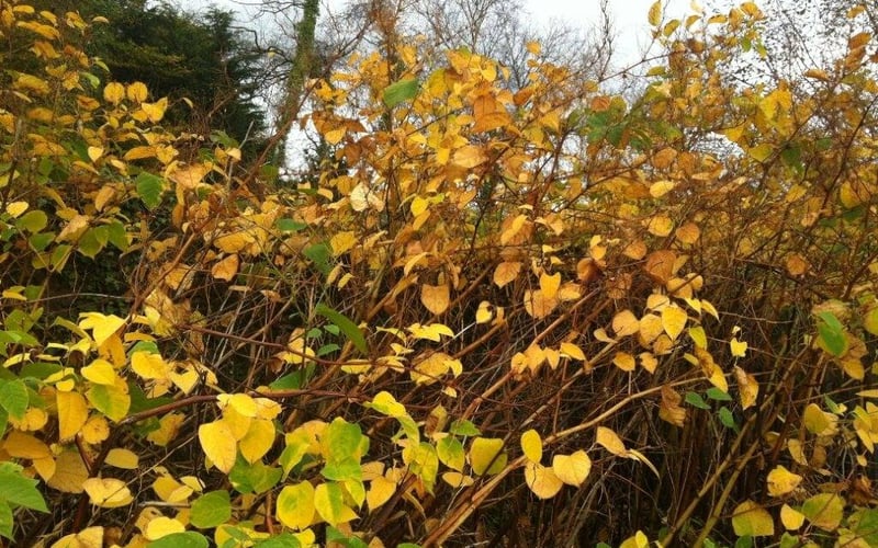Japanese knotweed autumn yellowing leaves before die-back