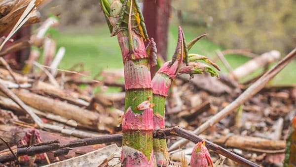 Japanese Knotweed UK Guide