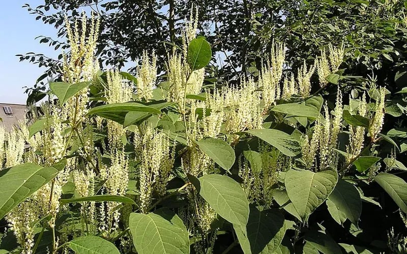 Japanese knotweed at full summer height with creamy white flower clusters