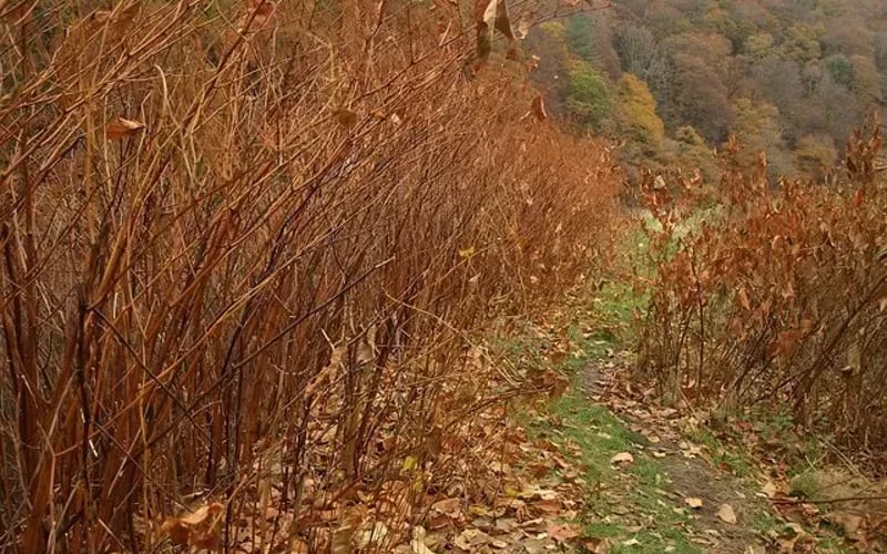 Japanese knotweed dead brown canes standing through winter