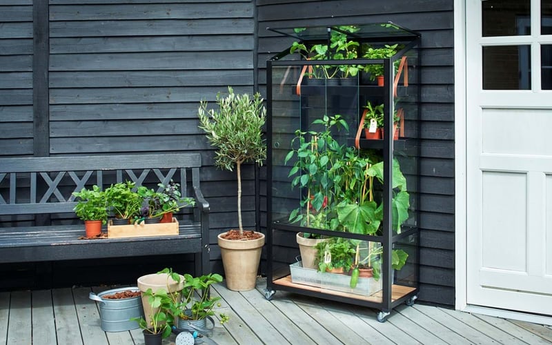 Urban greenhouse growing vegetables in a small UK garden