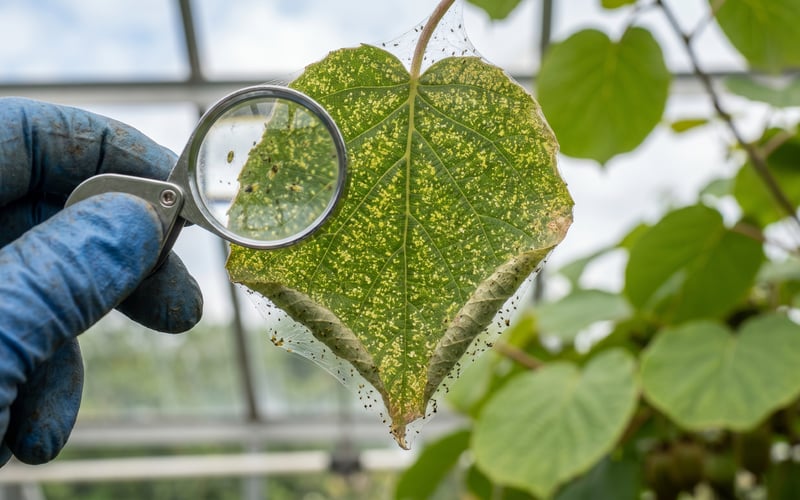 Close-up of kiwi vine leaf showing yellow stippling damage and fine silvery webbing from two-spotted spider mite, magnifying glass held up by a gloved hand inside a UK greenhouse
