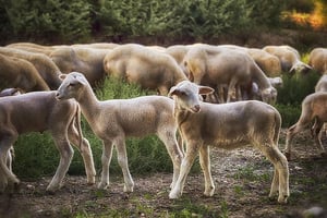 lambs sheep flock livestock