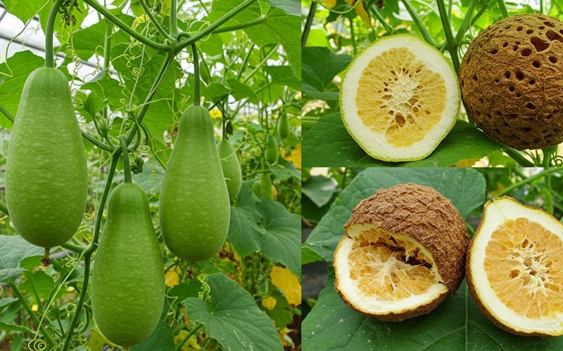 Loofah gourds growing on greenhouse vines showing natural sponge development stages.