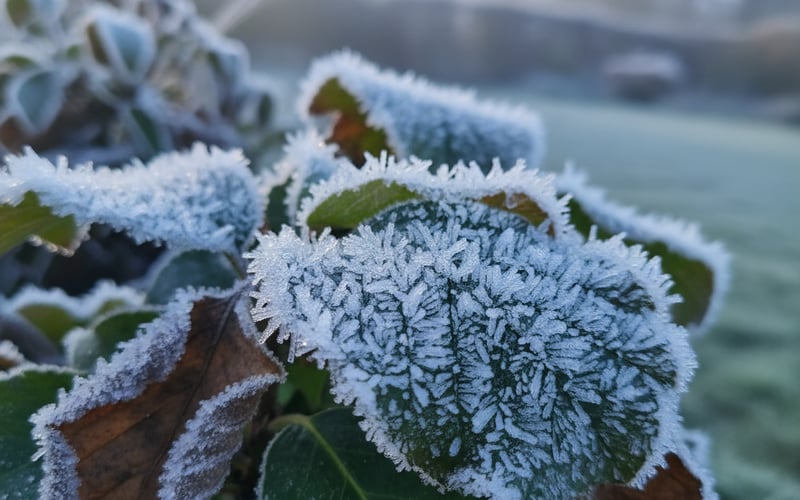 Frost crystals forming on garden plant leaves in a UK winter morning