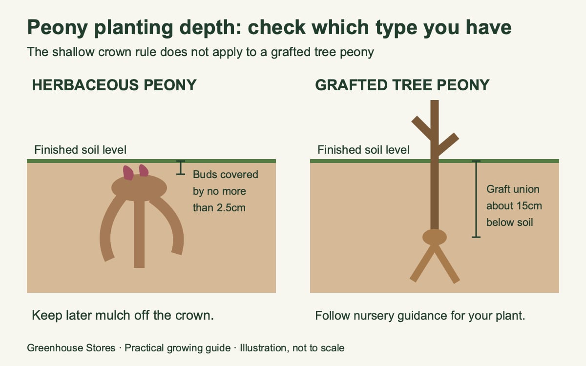 Diagram comparing shallow herbaceous-peony buds with a deeper grafted tree-peony union