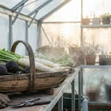 Plant Winter Radishes in December and Harvest Them in February!