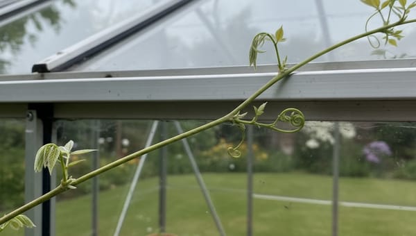 5 Plants That Damage Greenhouse Frames