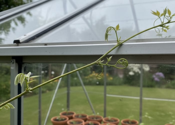 Wisteria tendril wrapping around an aluminium greenhouse glazing bar