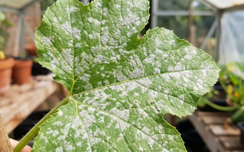 Powdery mildew on a courgette leaf showing the characteristic chalky white patches across the upper leaf surface with healthy green underneath